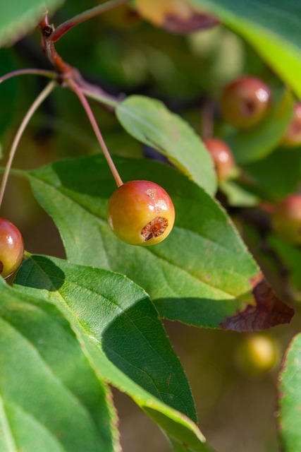 奥运文化大 奥运文化大
