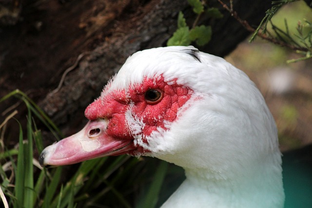 略的因素 略的因素